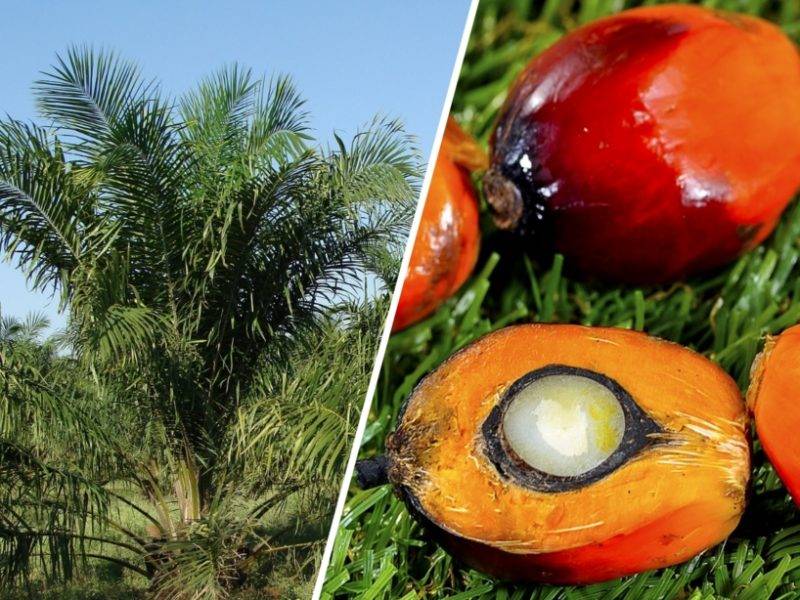 palm oil for Europe