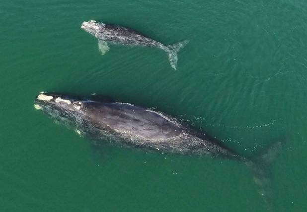 A North Atlantic right whale mother and calf swim in waters near Wassaw Island, Georgia
